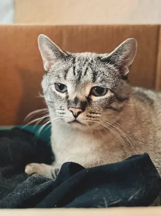 A gray tabby cat resting in a cardboard box